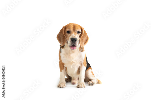 portrait of cute beagle sitting on the floor isolated on white background