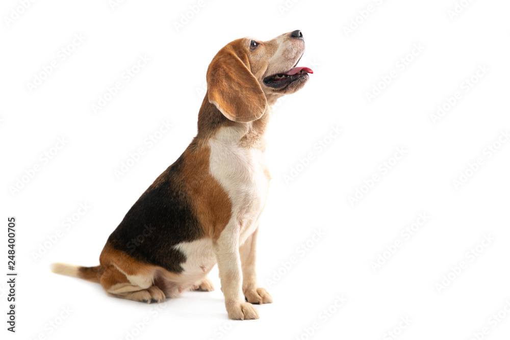 portrait of beagle sitting and looking above isolated on white background