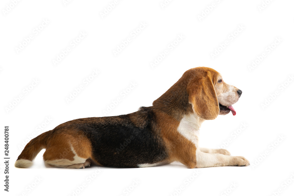 portrait of cute beagle sitting on the floor with tongue sticking out isolated on white background