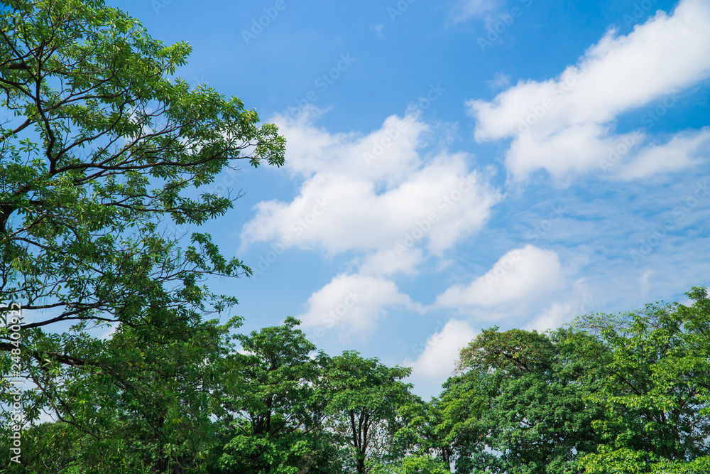 The beautiful scenery of green nature park with blue sky background