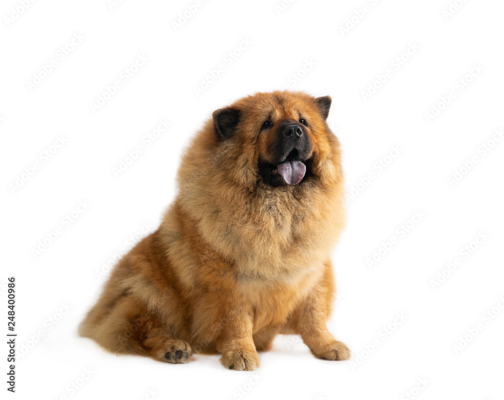 portrait of cute chow chow dog sitting on the floor with tongue sticking out isolated on white background