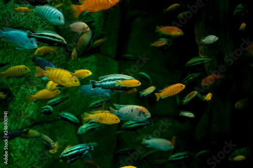 Colorful fish swim in a large aquarium © Beliakina Ekaterina