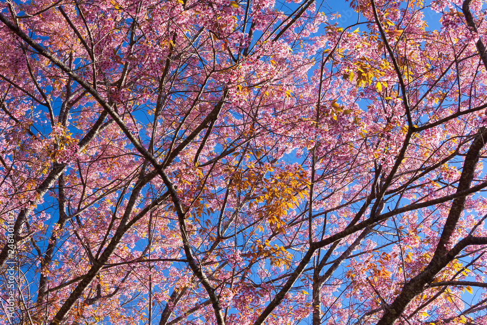 Cherry blossoms or Sakura flower in Thailand Cherry blossoms or Sakura flower in Thailand