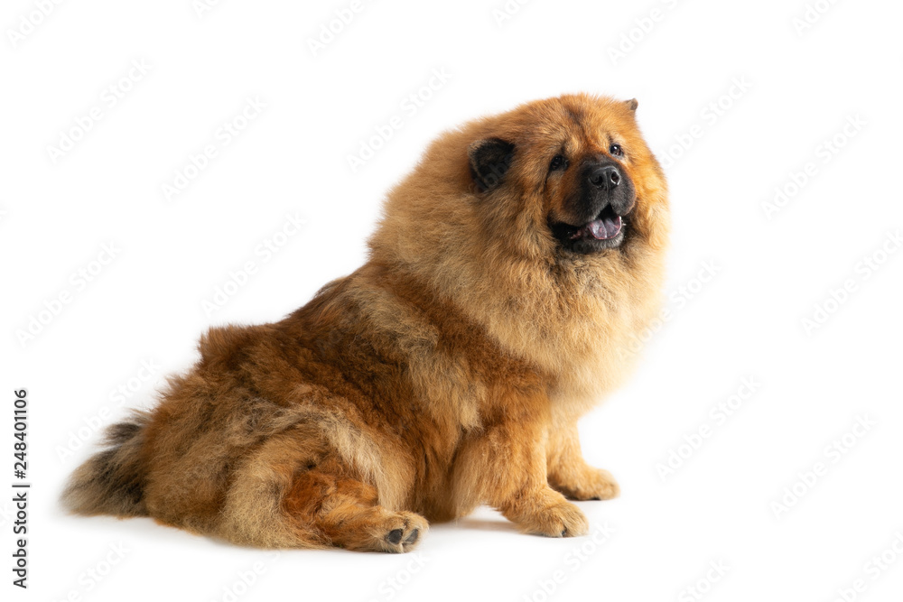 portrait of cute chow chow dog sitting on the floor with tongue sticking out isolated on white background portrait of cute chow chow dog sitting on the floor with tongue sticking out isolated on white background