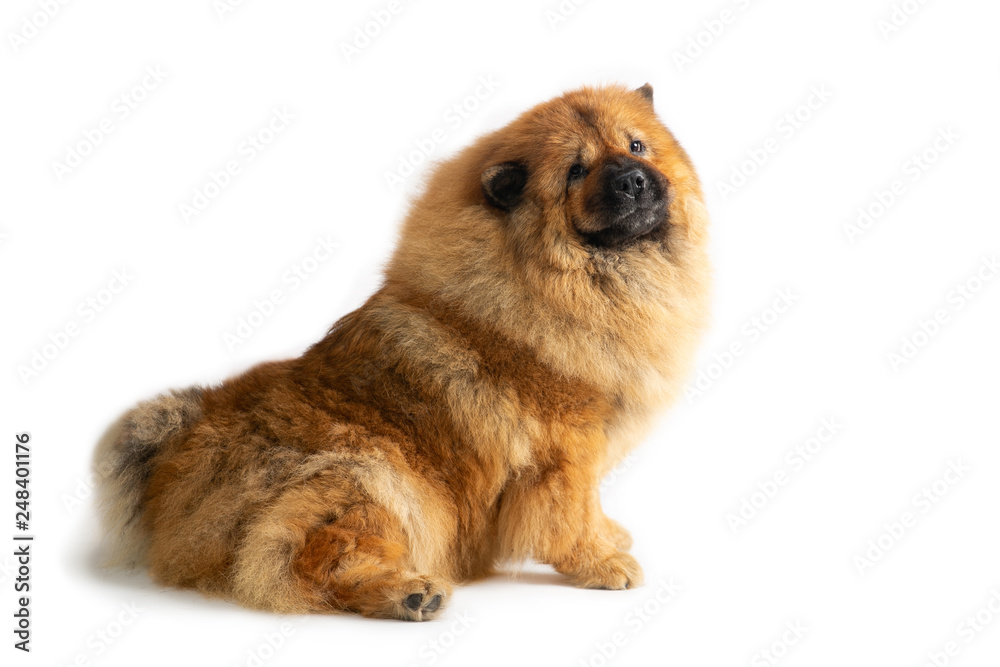 Fototapeta premium portrait of cute chow chow dog sitting on the floor isolated on white background