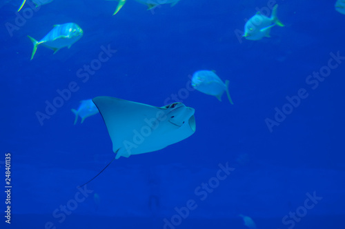 Photography A slope in a large aquarium