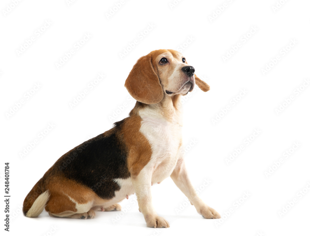 portrait of little beagle playing tennis ball isolated on white background