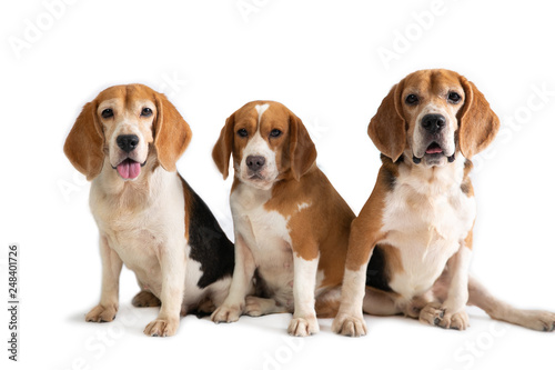 portrait of three cute beagle sitting on the floor isolated on white background