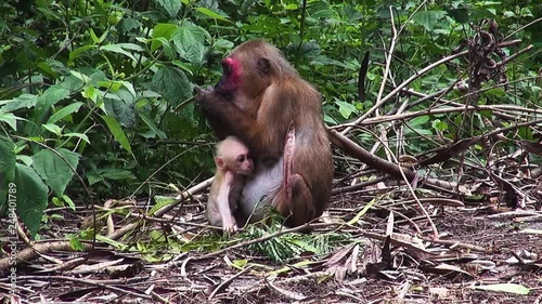 A baby Stumptail Monkey ( Macaca Arctoides ) waits patiently while its mother enjoys a leisurely lunch. Slow 50%. photo