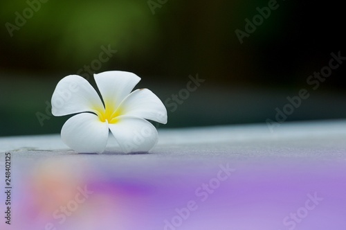 Plumeria on stone floor. English name: Plumeria, Frangipani, Temple Tree. Scientific name: Plumeria spp. The meaning of this flower is to abandon the sadness and then happy.