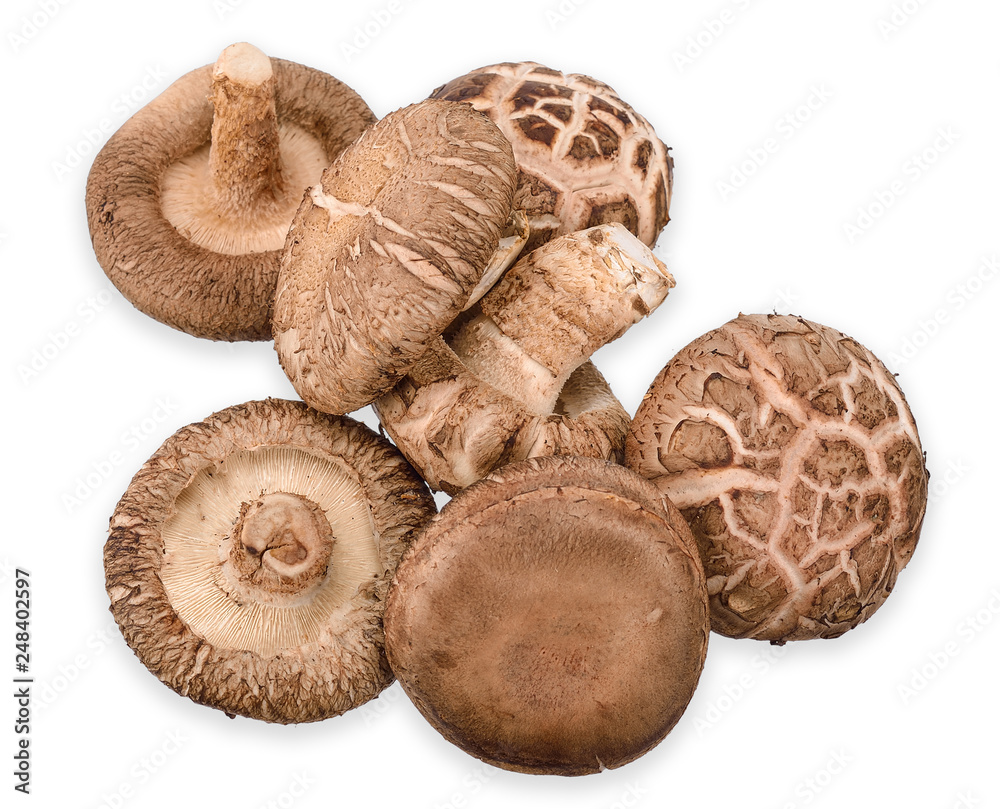 Shiitake mushroom isolated on white clipping path Shiitake mushroom isolated on white clipping path