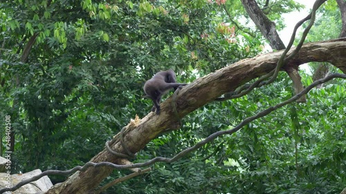 Crested Black Macaque are sitting on a branch and gnawing a bark of tree in the rainforest
