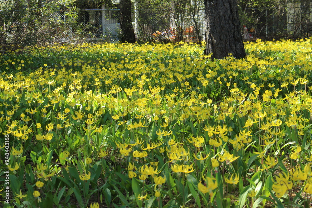 Field of flowers Field of flowers