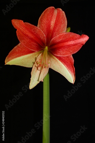 Amaryllis 2