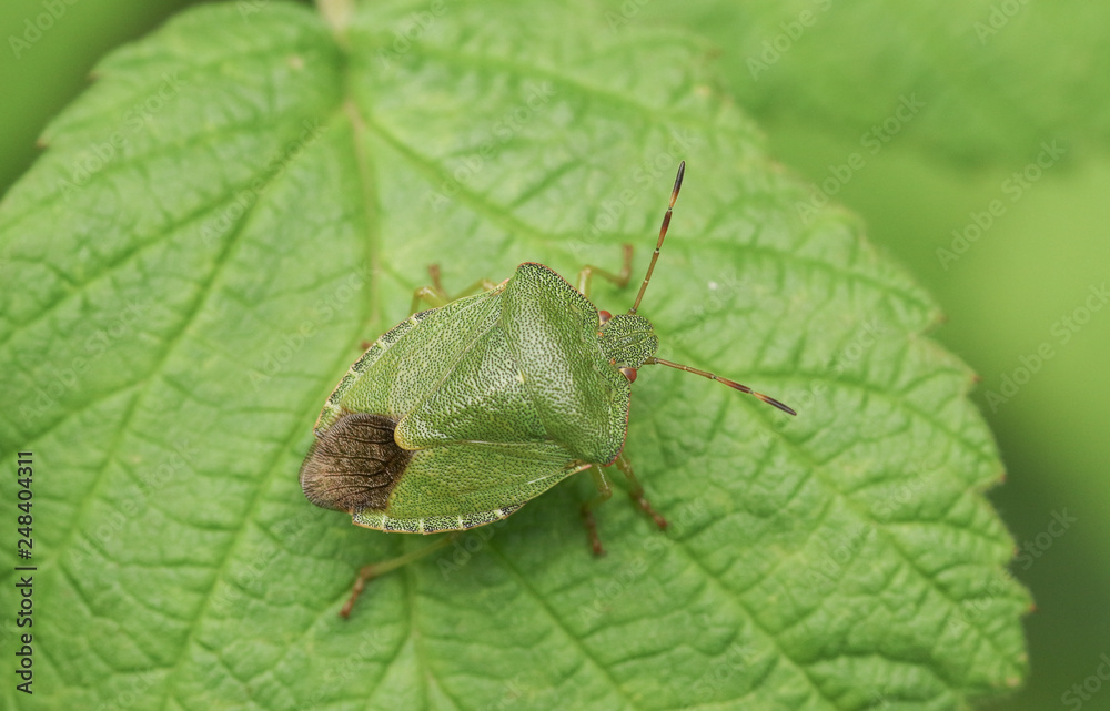 A Common Green Shieldbug (Palomena prasina) perched on a leaf. A Common Green Shieldbug (Palomena prasina) perched on a leaf.