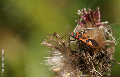 A Cinnamon Bug (Corizus hyoscyami) perched on a thistle.