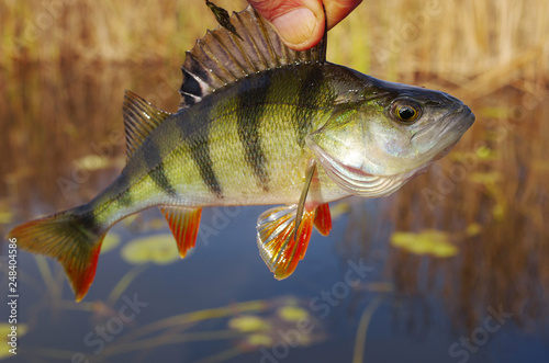 European perch on the background of the river