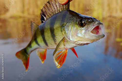 European perch on the background of the river