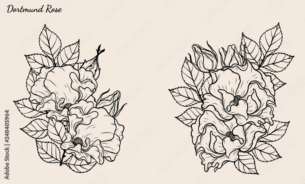 custom made wallpaper toronto digitalRose vector set by hand drawing.Beautiful flower on brown background.Rose art highly detailed in line art style.Dortmund rose for wallpaper or tattoo.