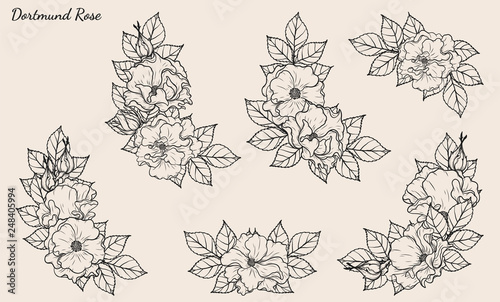 Rose vector set by hand drawing.Beautiful flower on brown background.Rose art highly detailed in line art style.Dortmund rose for wallpaper or tattoo.