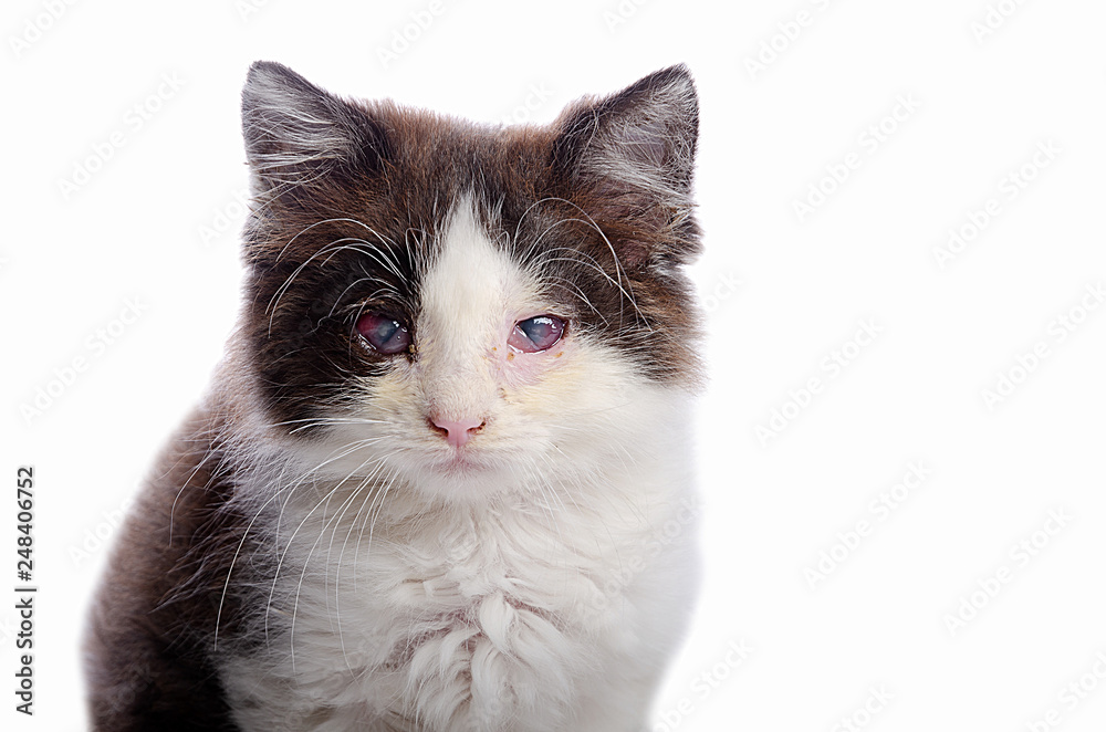 A cat with sore eyes on isolate.