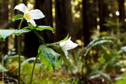 White trillium (Trillium ovatum), a spring wildflower, in a redwood forest photo
