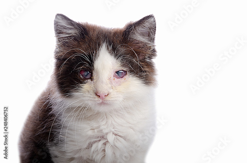 A cat with sore eyes on isolate.