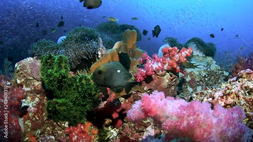 A colorful tropical coral reef with tropical fish (Richelieu Rock, Thailand)