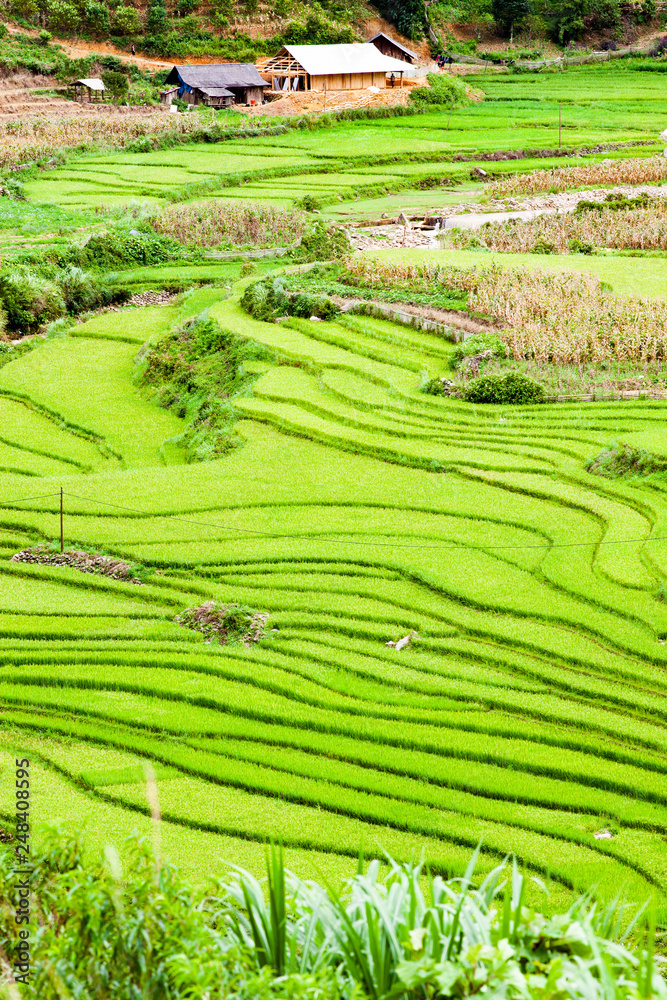 bright green rice fields during summer around Cat Cat village, Sa Pa, Lao Cai, Vietnam