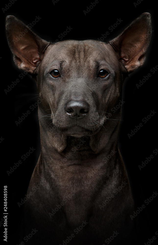 beautiful young thai ridgeback dog on black background