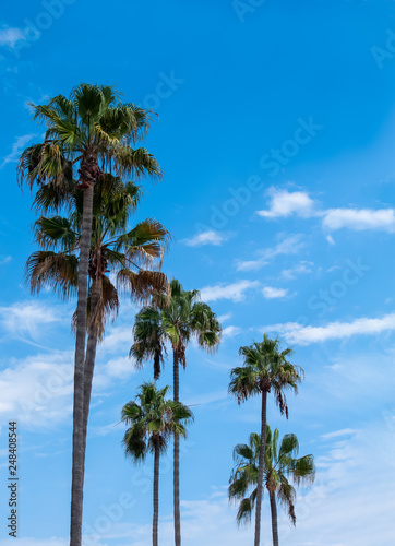 tall palm trees against a sunny blue sky and white clouds with copy space
