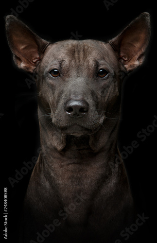 beautiful young thai ridgeback dog on black background © svetography