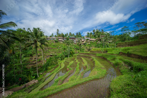 View of beautiful rice terraces in morning light near Tegallalang village, Ubud, Bali, Indonesia. 