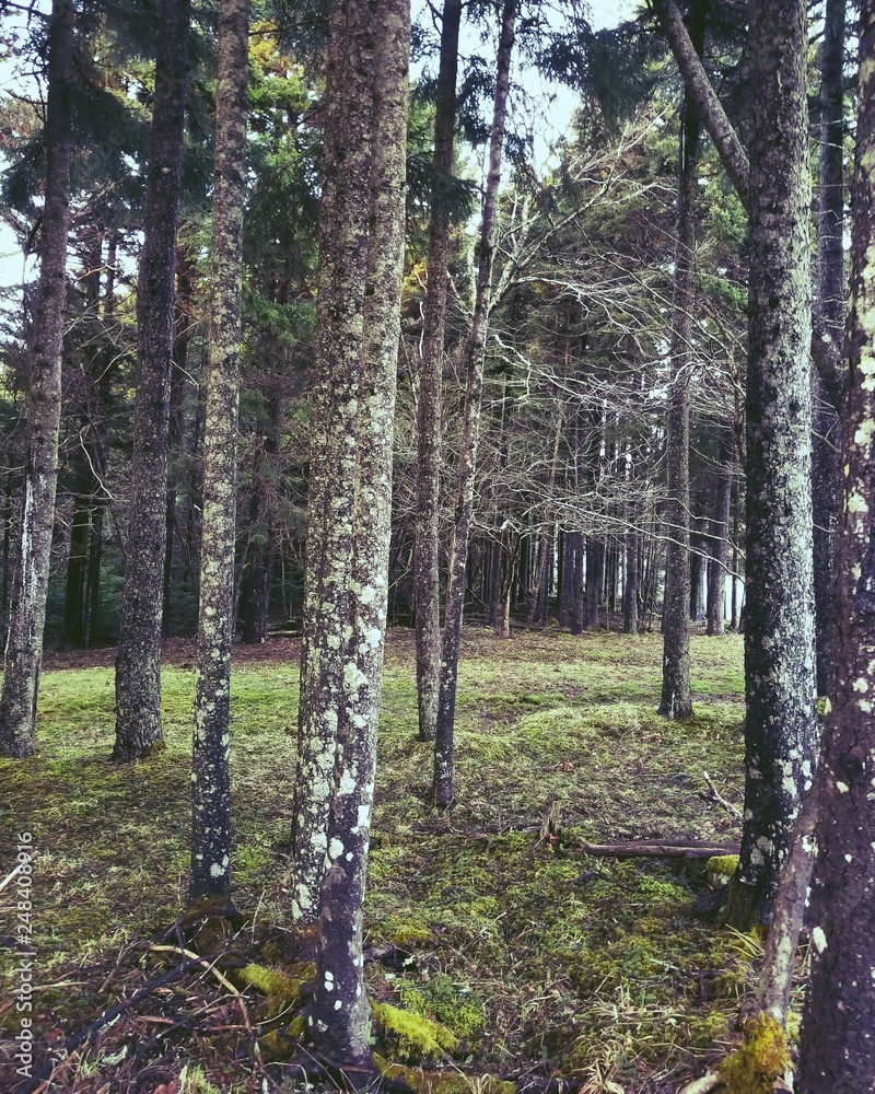 Fototapeta premium Green Forest