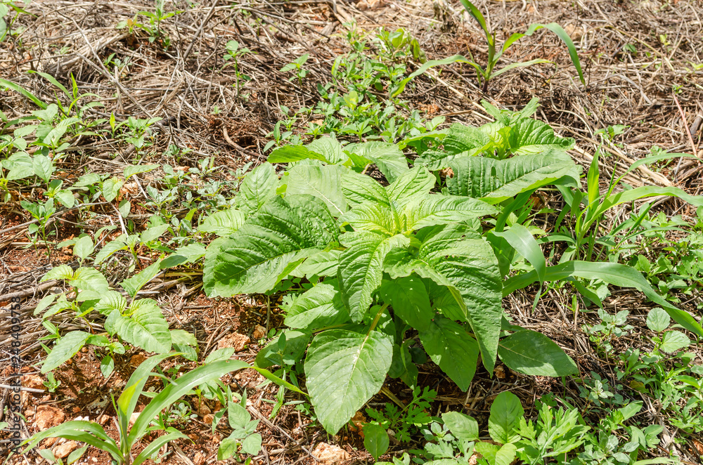 Small Amaranthus Plant Small Amaranthus Plant