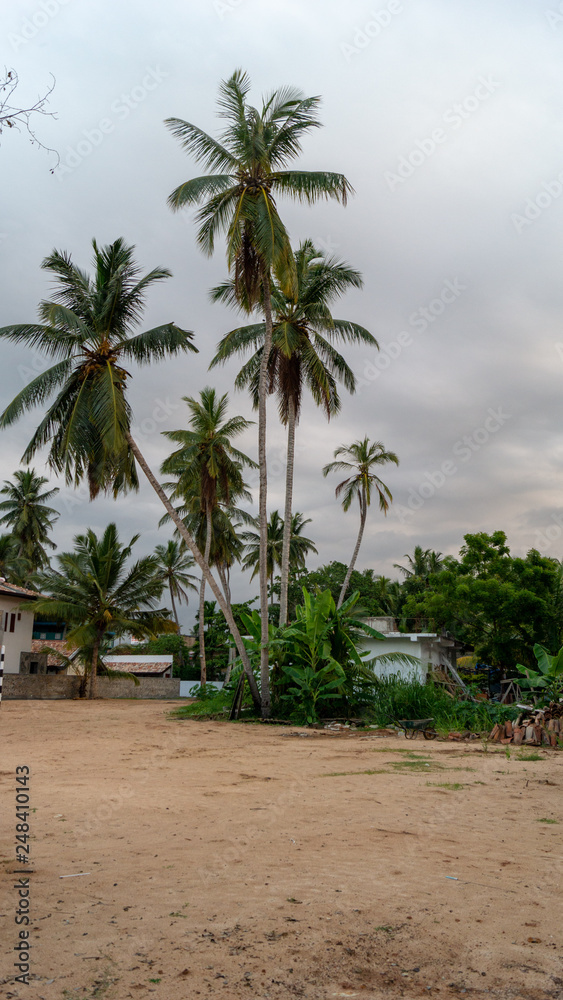 palm trees on the beach palm trees on the beach