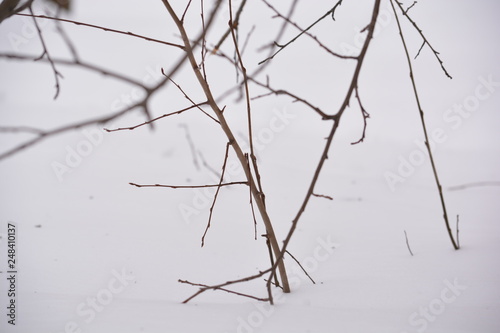 frozen branches in snow