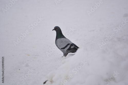 pigeon in snow