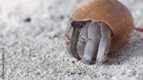 A macro closeup of a really cute hermit crab hiding in the shell at warm tropical beach in Thailand