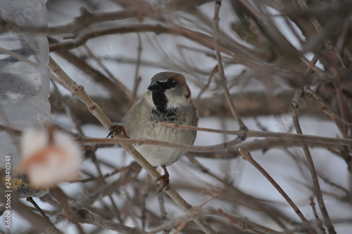 sparrow on a branch