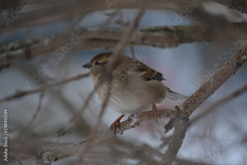 sparrow on a branch
