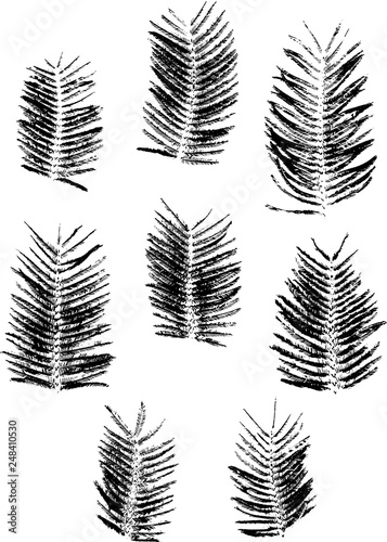 Set with stamp of the leaves of Mimosa. Isolated on white. Black and white. Vector graphics