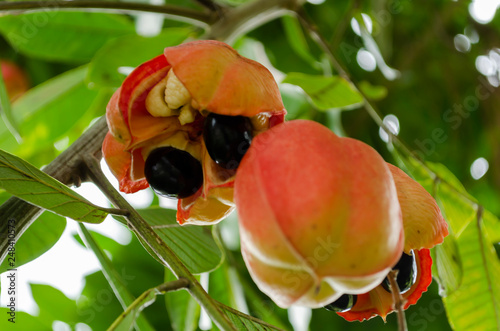 Mature Open Ackee On Tree