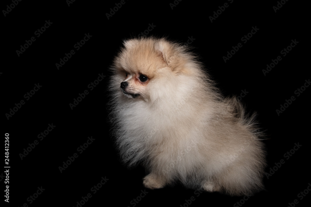 Side view of a pomeranian spitz isolated on a black background Side view of a pomeranian spitz isolated on a black background