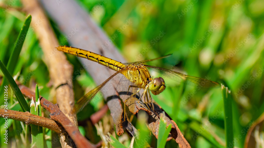Yellow Dragon Fly Yellow Dragon Fly