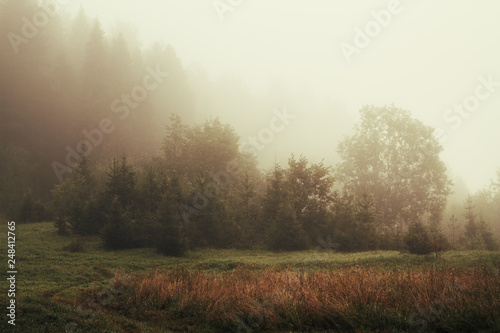 misty morning in a forest glade