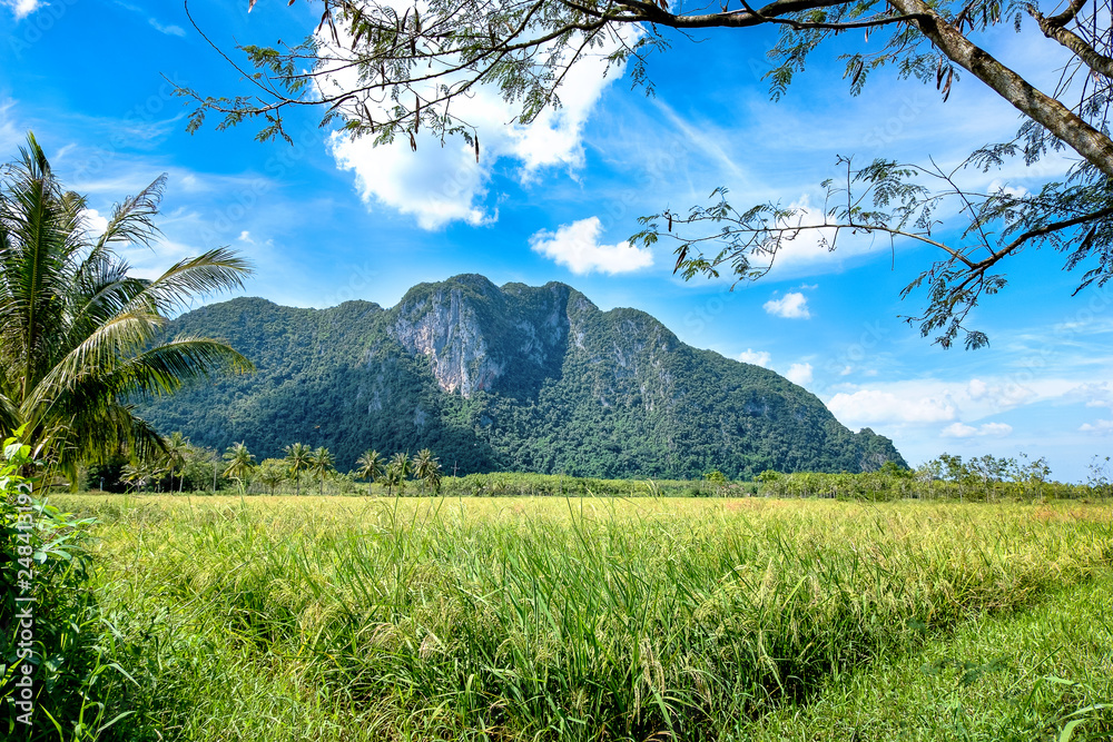 Fototapeta premium Landscape of rice field, tree, plam tree, and mountain in a nature frame. Trip to Thailand.