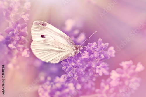 Butterfly on lavender flower, selective focus on white butterfly © PhotoIris2021