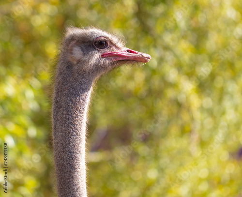 Portrait of an ostrich in the park photo