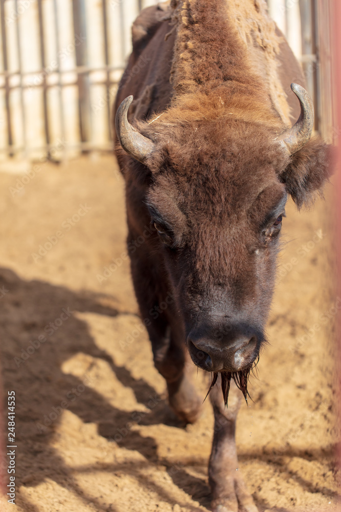 Fototapeta premium Portrait of a buffalo in a zoo